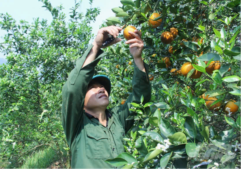 Cam chín muộn V2: Khó chăm nhưng dễ 'hái tiền'