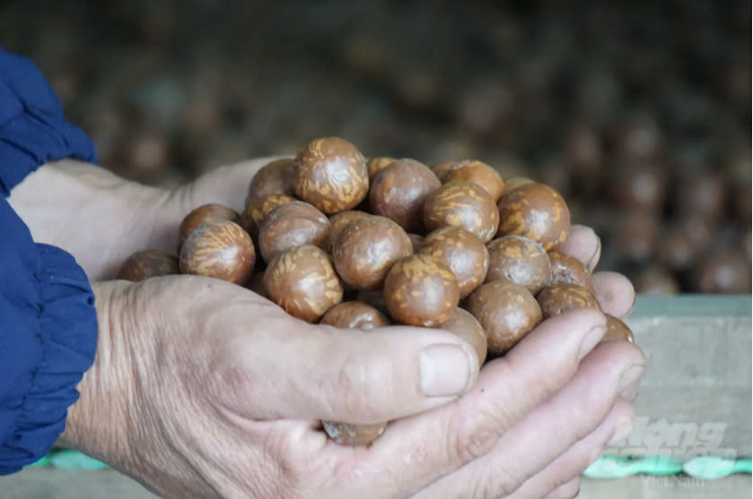 Trồng 'cây tỉ đô', vừa có tiền, vừa có rừng