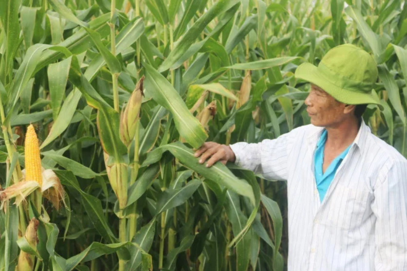 Vướng mắc trong quá trình công nhận và khảo nghiệm ngô biến đổi gen