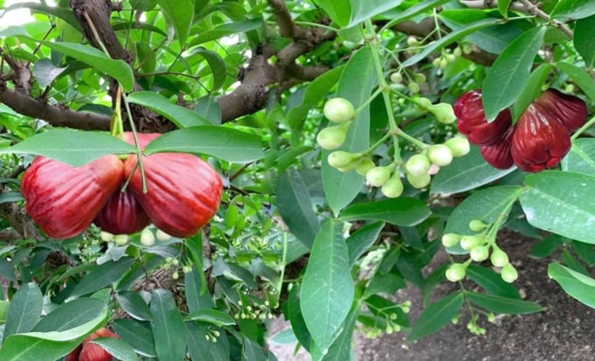 Giống mận hồng mới trái to, thịt chắc, ăn giòn, ngọt