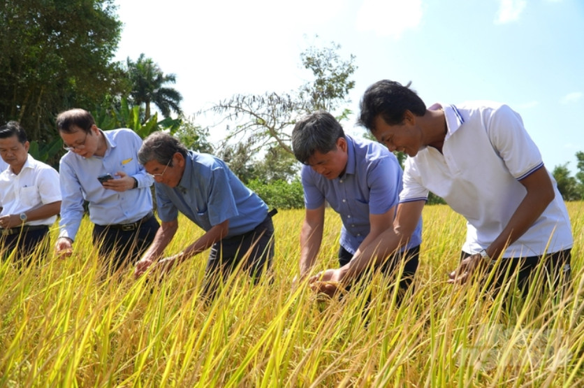 Nhãn hiệu hàng hóa cho lúa gạo phải theo chuẩn chất lượng cao, phát thải thấp