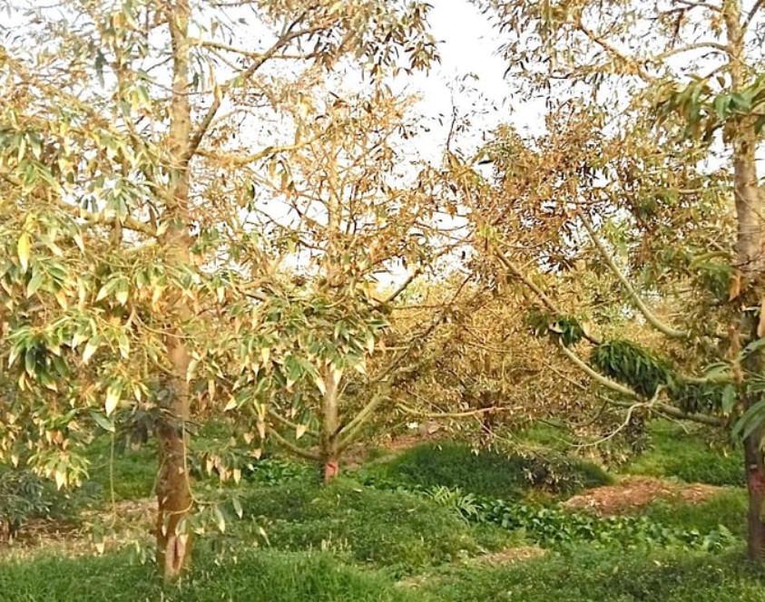 Hiện tượng cháy lá sầu riêng gia tăng và khuyến cáo phòng trị