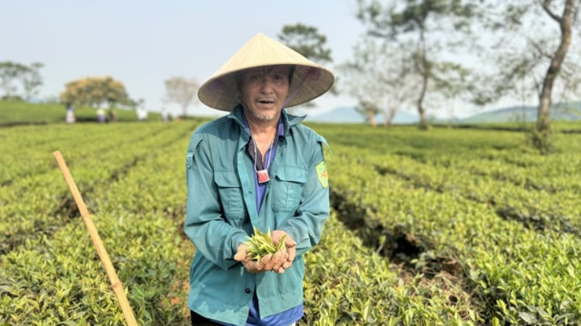 Giống mới kết hợp sản xuất theo VietGAP giúp năng suất chè Kỳ Anh tăng 6-7%
