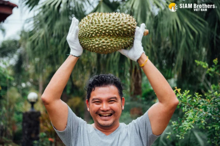 Tăng sản lượng thu hoạch nhờ chủ động chống đổ ngã cho sầu riêng